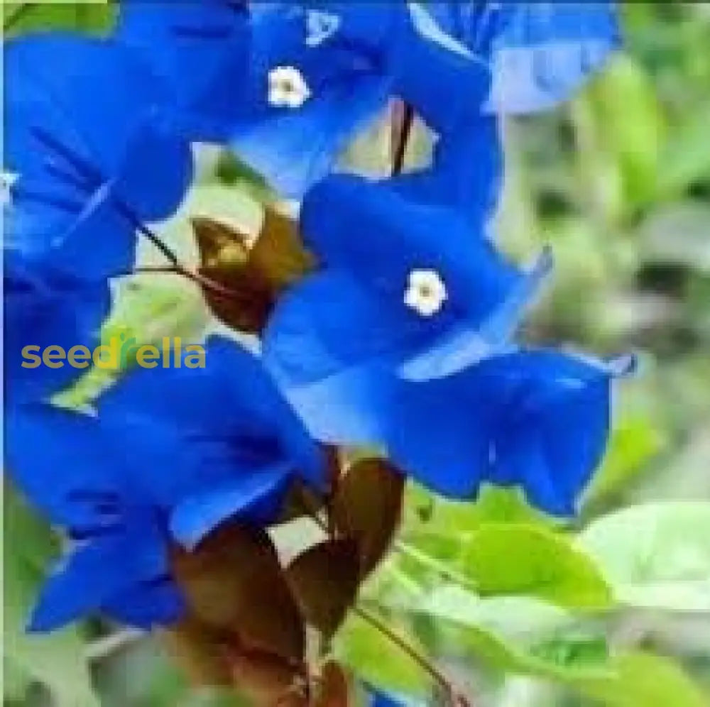 Blue Spectabilis Flower Seeds For Planting  Vibrant Blooms Your Garden