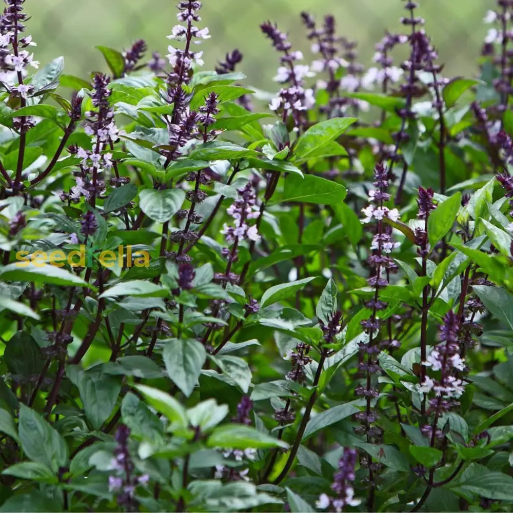 Blue Spice Basil Seeds African Strong Aroma For Cooking Ornamental Attract Pollinators Perennial