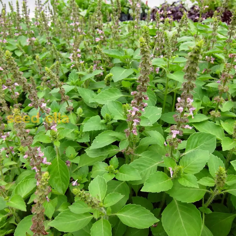 Blue Spice Basil Seeds African Strong Aroma For Cooking Ornamental Attract Pollinators Perennial