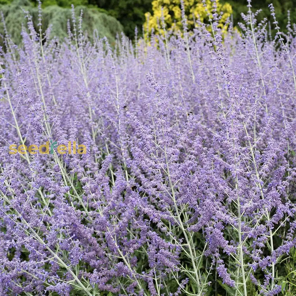 Blue Steel Russian Sage Seeds - Sky Flowers Drought Tolerant Perennial Landscape Plant Best Selling