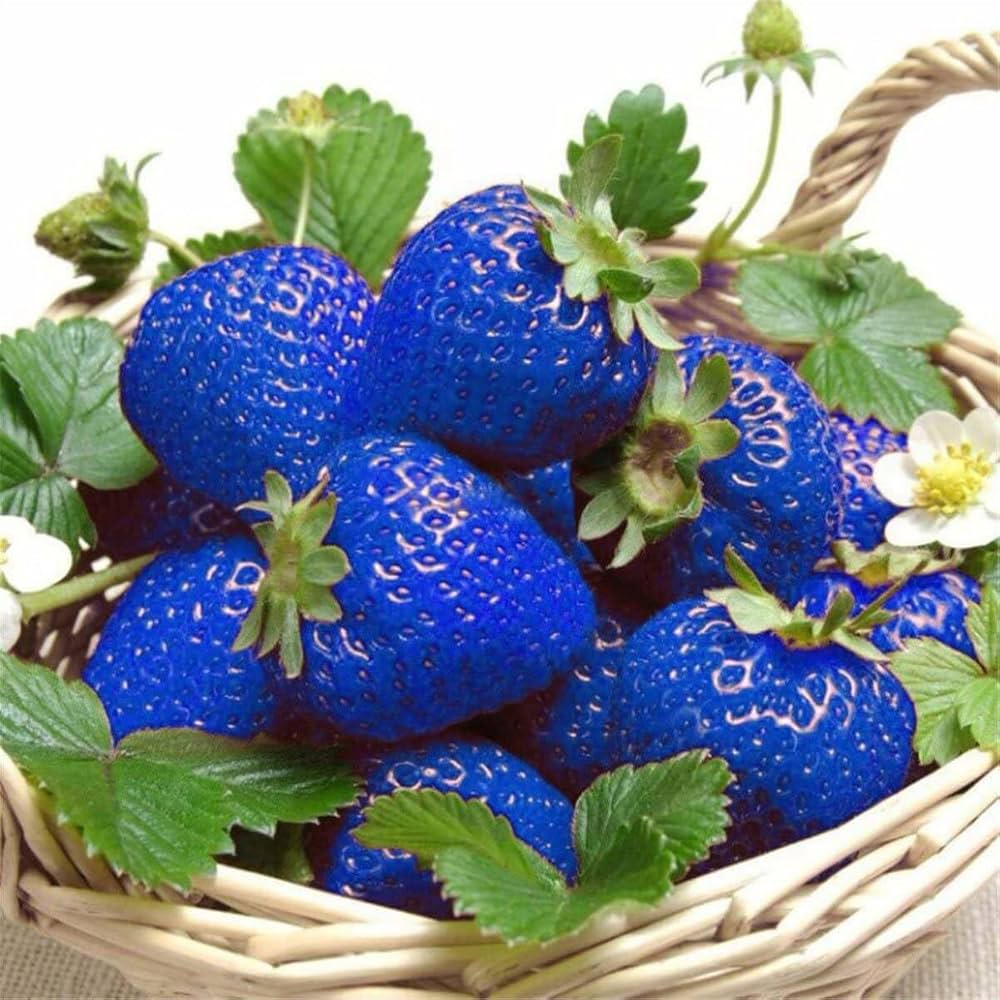 Blue strawberry seeds for planting unique strawberries