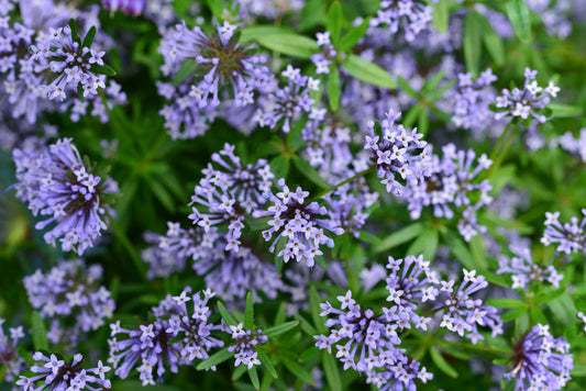 Blue Surprise Woodruff Seeds Asperula orientalis 'Azura' Herb and Flower