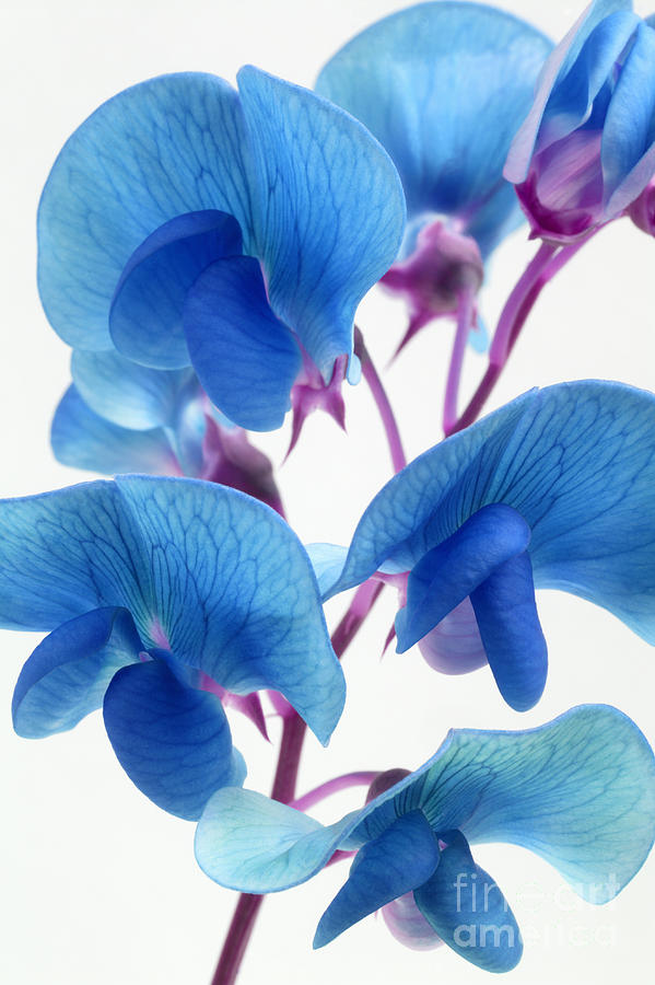 Pea Flower seeds for Planting Compact Growth Heirloom & GMO Free Seeds for Home Garden 
 
 Sale seeds for home garden planting