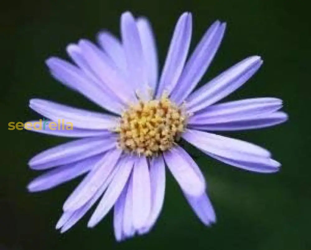 Blue Tataricus Flower Seeds For Planting - Vibrant Flowers Your Garden