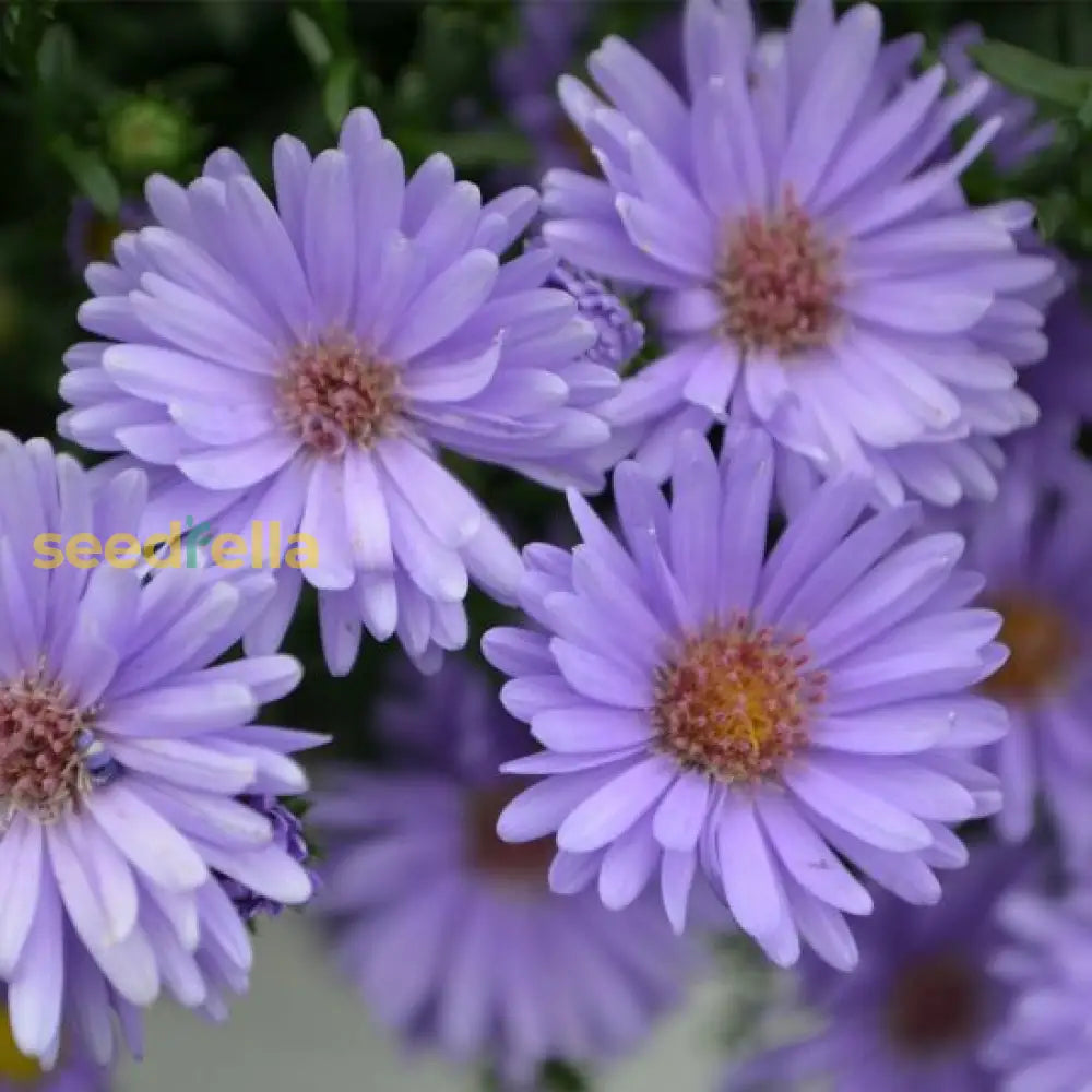 Blue Tataricus Flower Seeds For Planting - Vibrant Flowers Your Garden