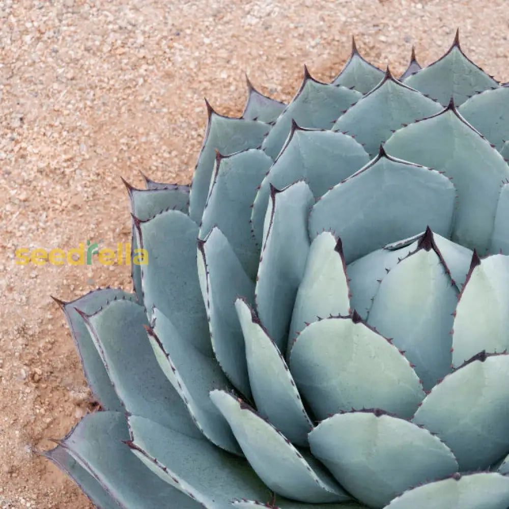 Blue Titanota Plant Seeds For Planting Seeds