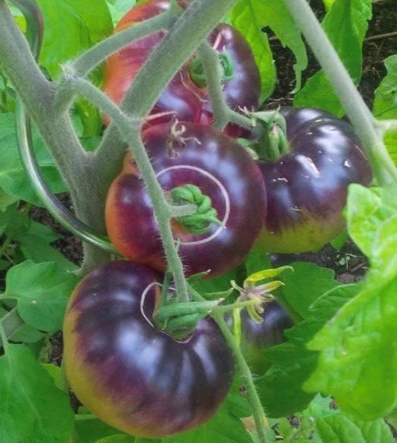 Blue Tomato plant flowers in bloom