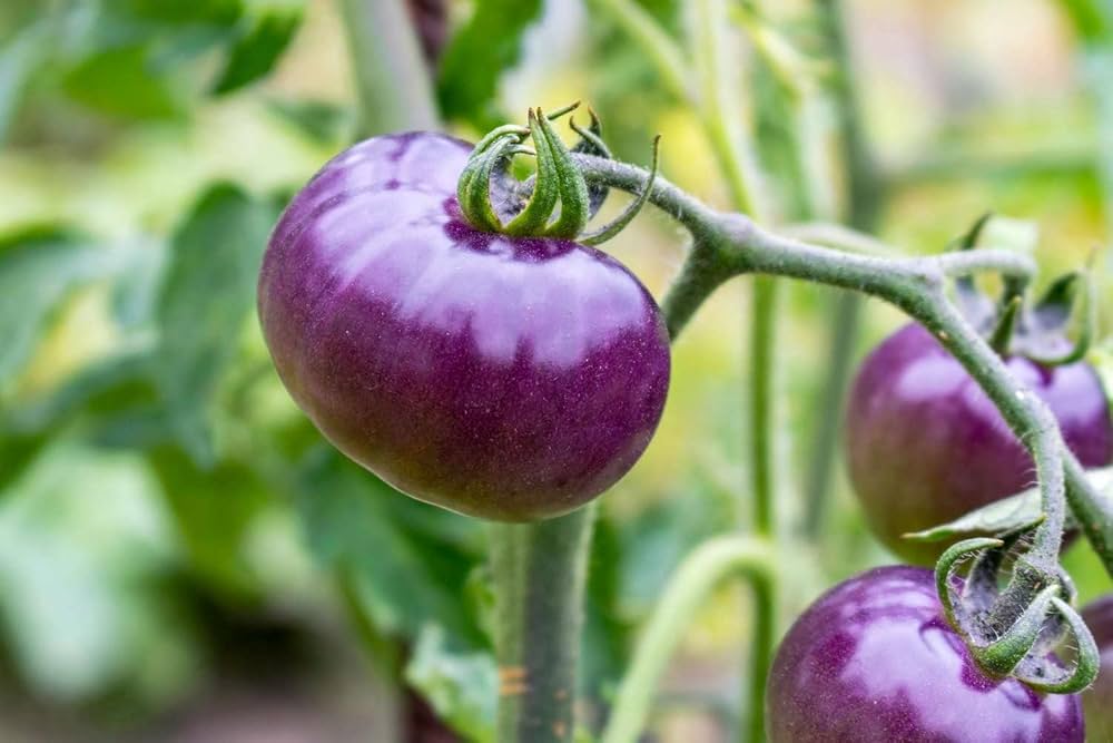 Freshly harvested Blue Tomatoes from garden