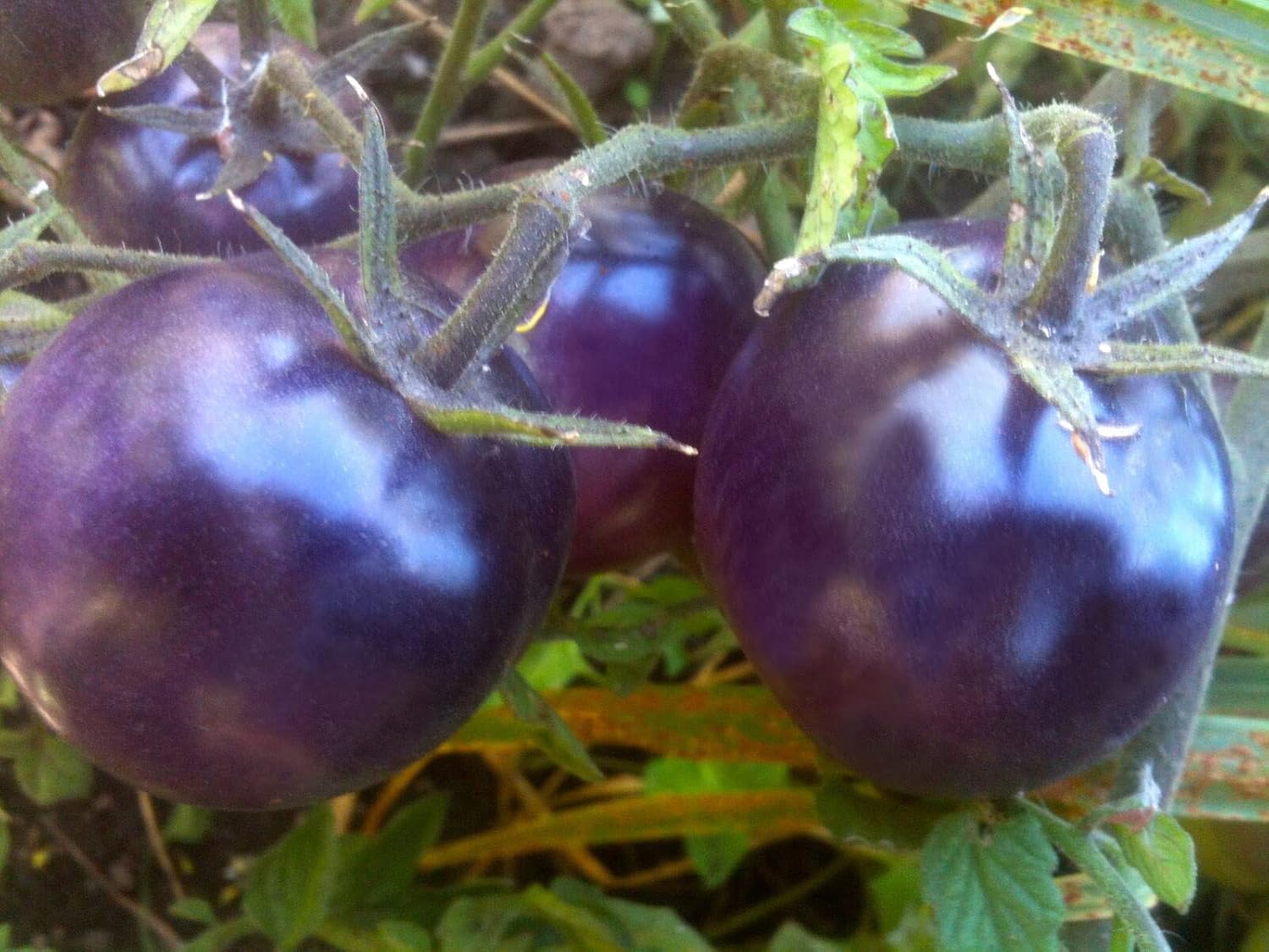 Mature Blue Tomato plant with green foliage