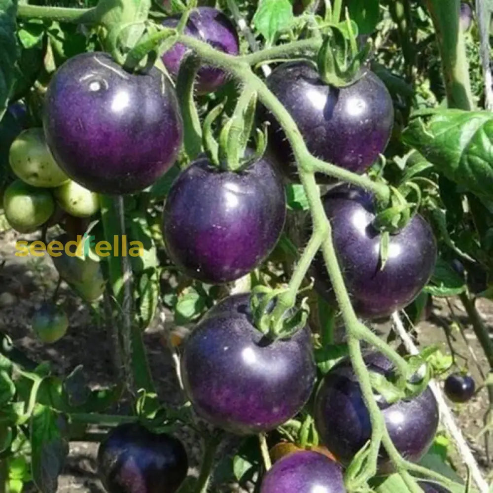 Blue Tomato seeds for planting non GMO