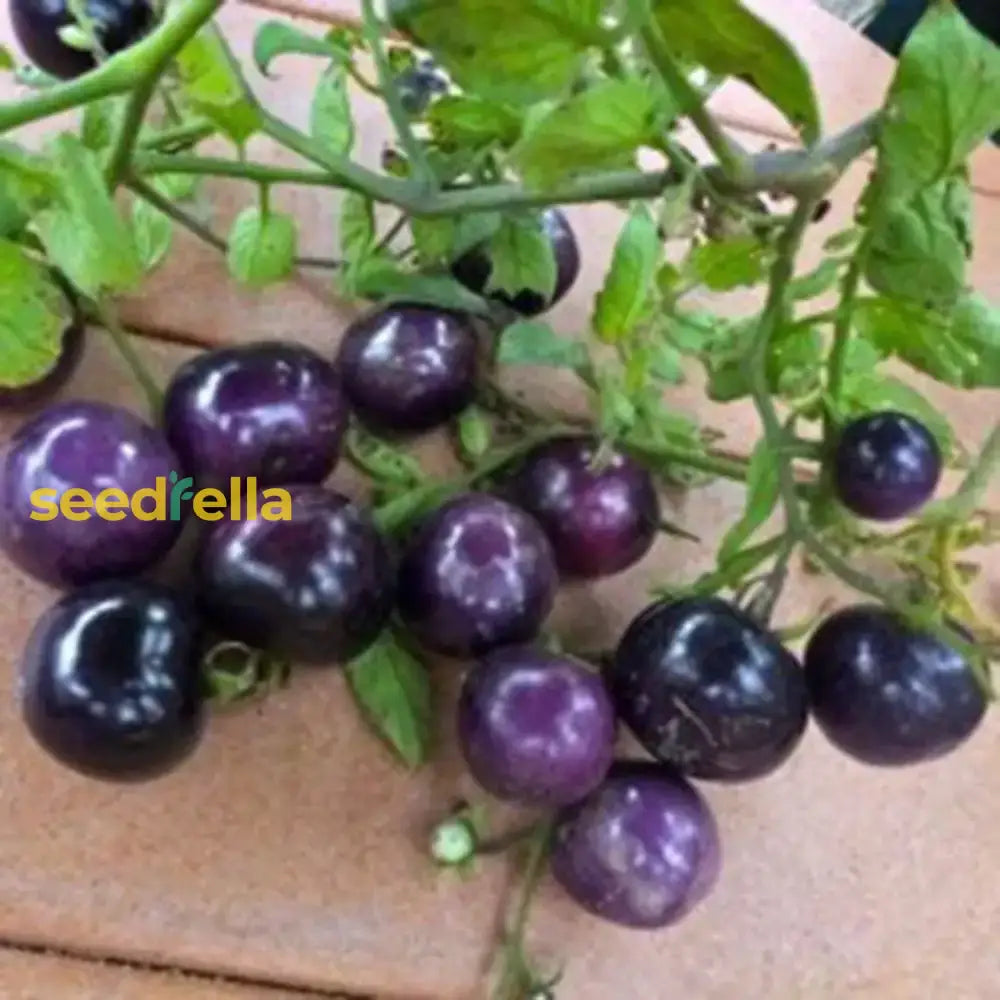 Blue Tomato Vegetable Seeds For Garden Planting Seeds