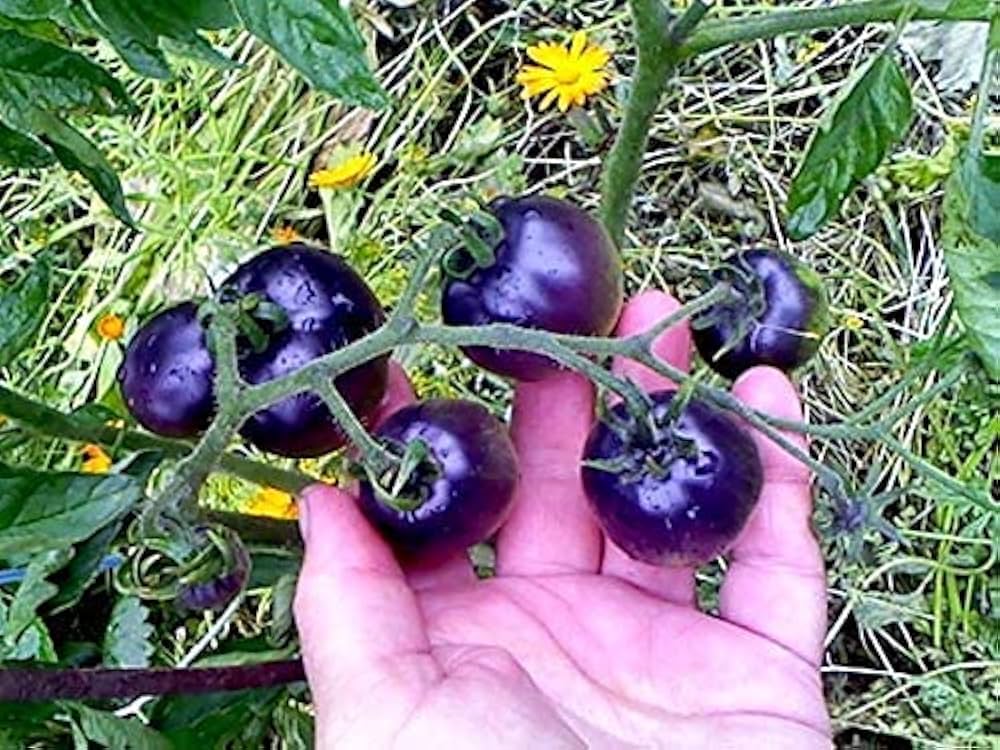 Blue cherry tomatoes growing on plant