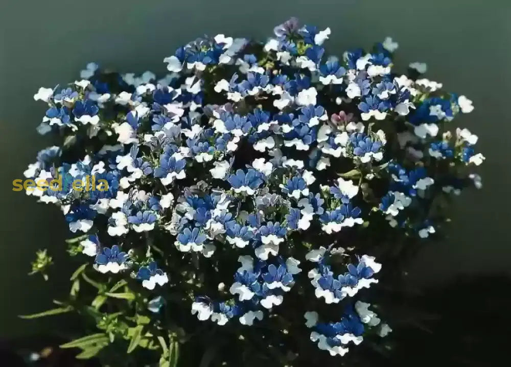 Blue Univalve Geranium Flower Seeds For Planting