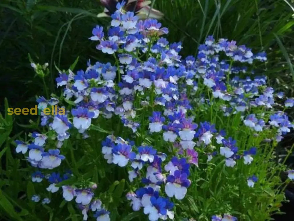 Blue Univalve Geranium Flower Seeds For Planting