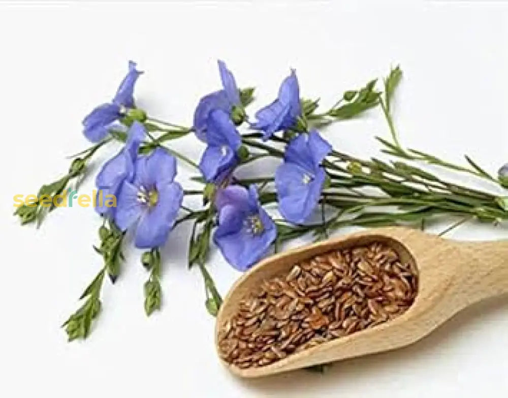 Blue Usitatissimum Flower Seeds Quality For Planting Stunning Blooms