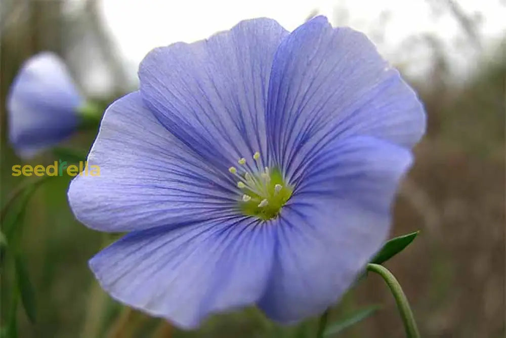 Blue Usitatissimum Flower Seeds Quality For Planting Stunning Blooms