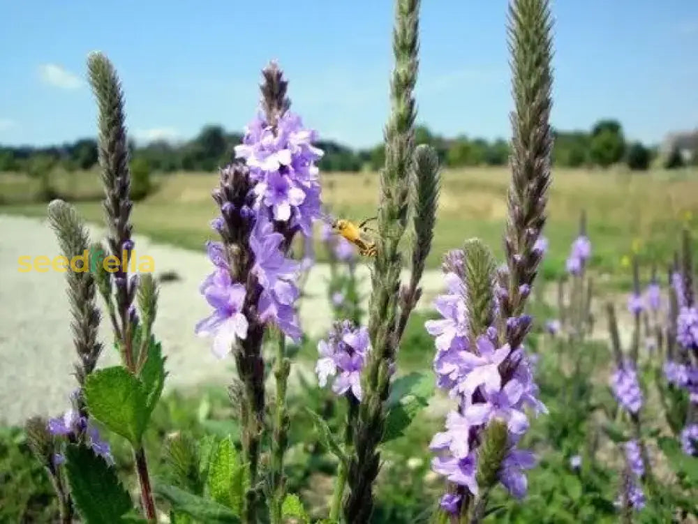 Blue Verbena Flower Seeds: Perfect For Garden Planting