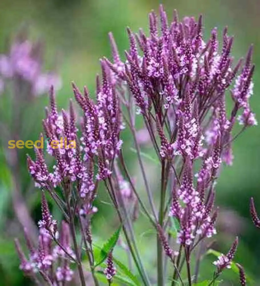 Blue Verbena Hastata Flower Seeds For Planting