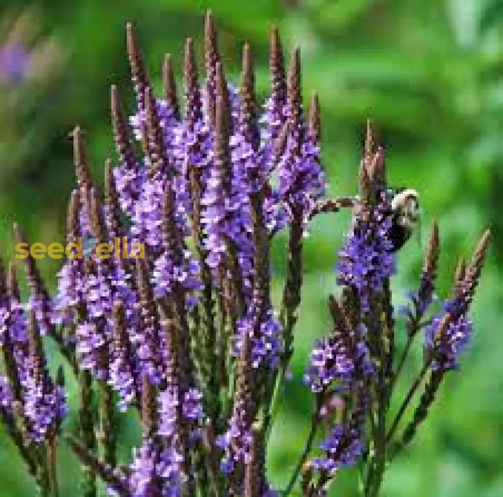 Blue Verbena Hastata Flower Seeds For Planting