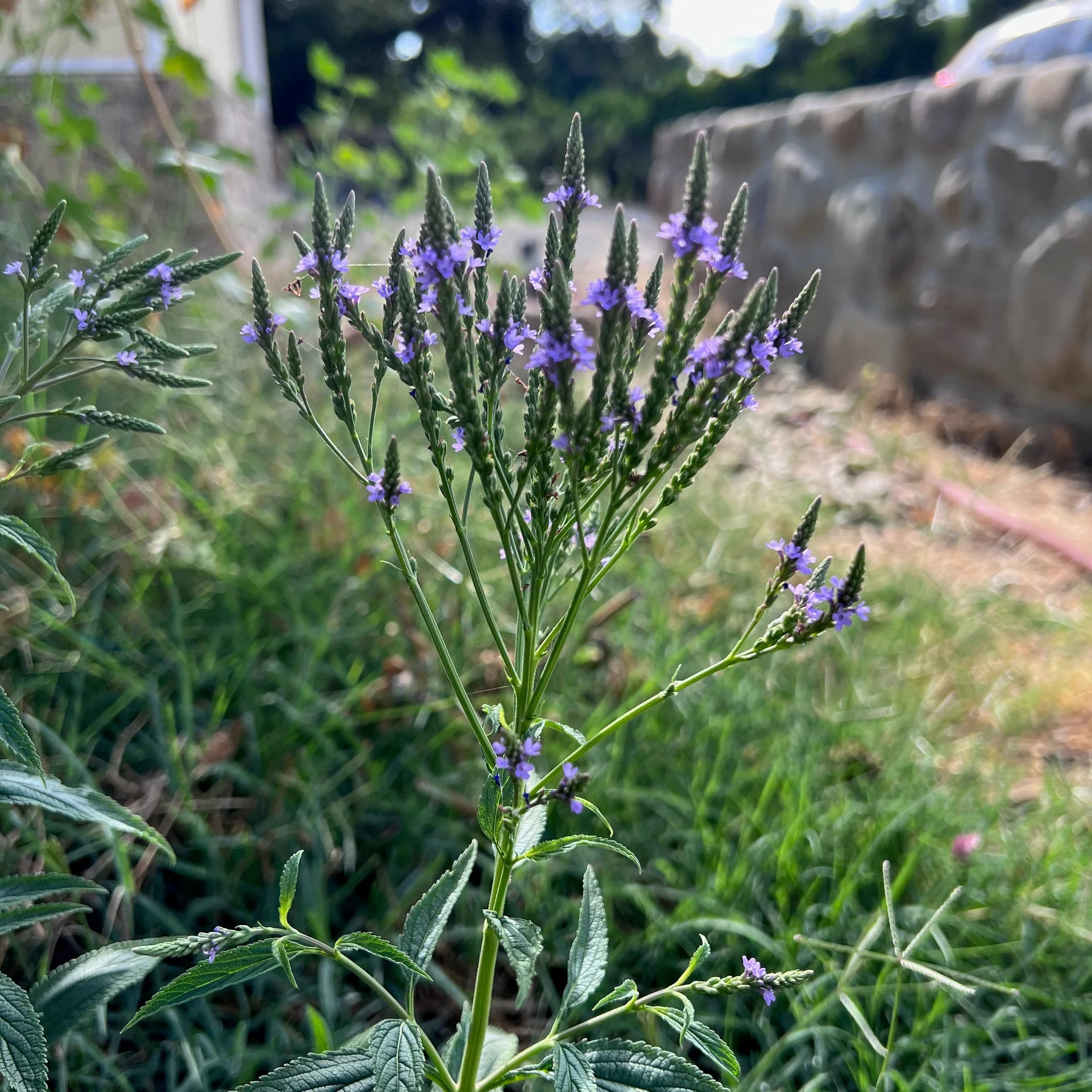 Verbena Seedlings Growing in Containers