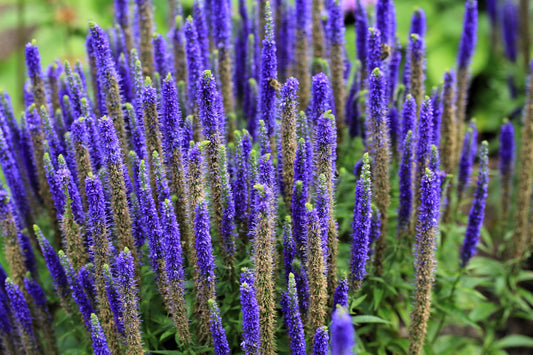 Packet of Blue Bouquet Veronica seeds for planting