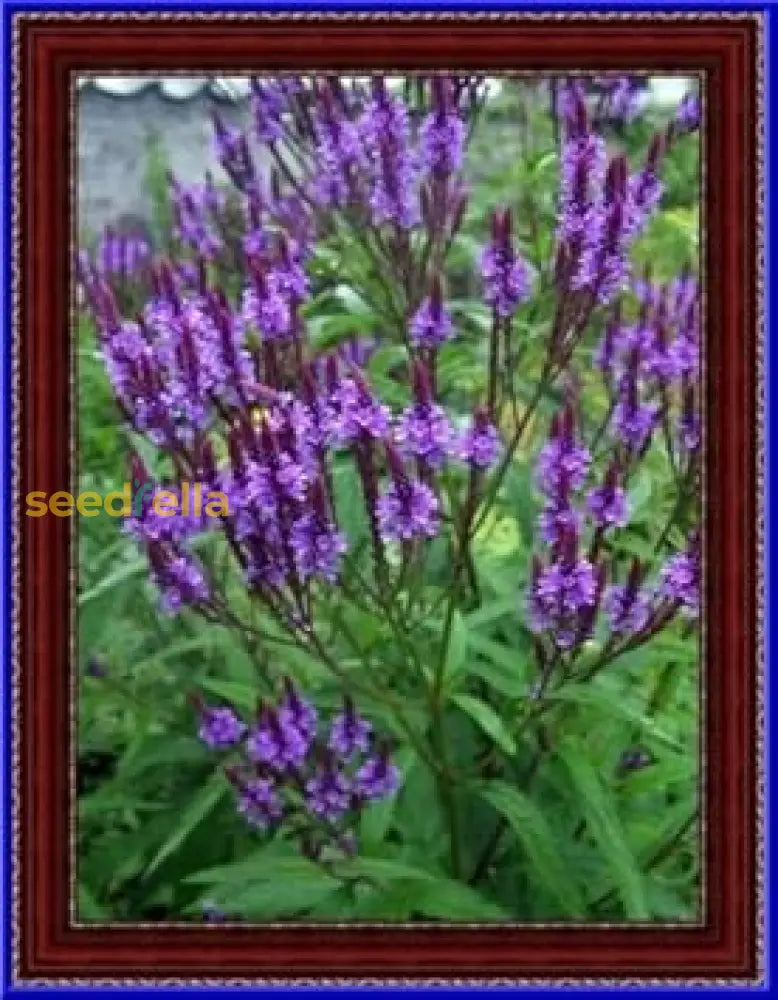 Blue Vervain Flower Seeds For Planting