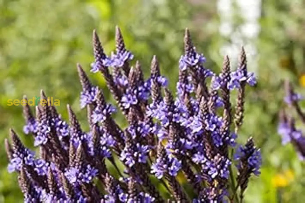 Blue Vervain Seeds Planting Guide