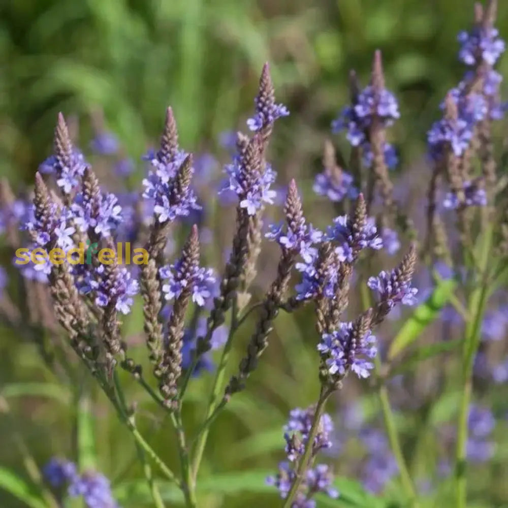 Blue Vervain Seeds Planting Guide