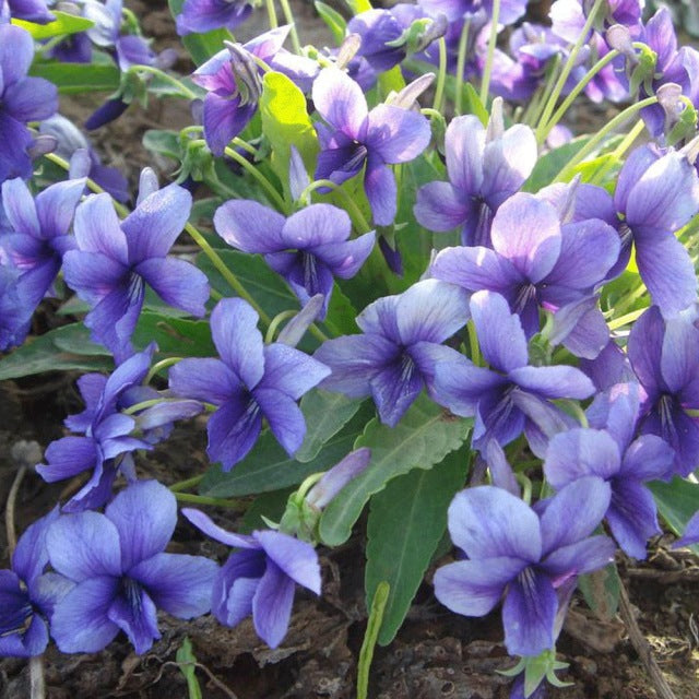 Blue Viola Mandshurica Flower Seeds for Planting