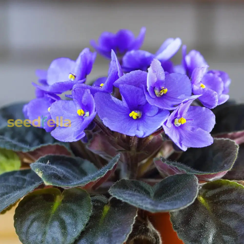 Blue Violet Flower Seeds For Planting