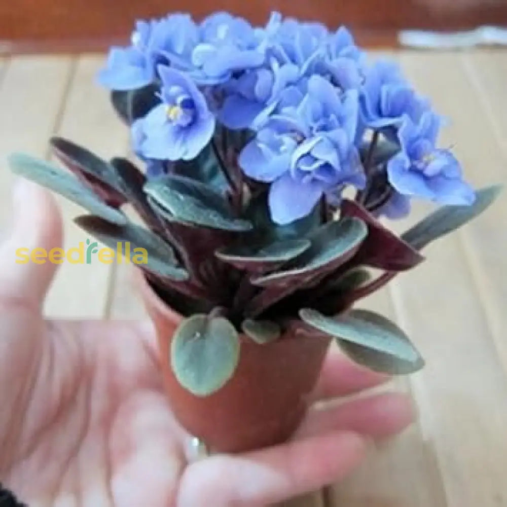 Blue Violet Flower Seeds For Planting