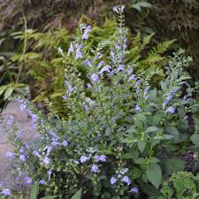 Blue-violet Skullcap flowers blooming
