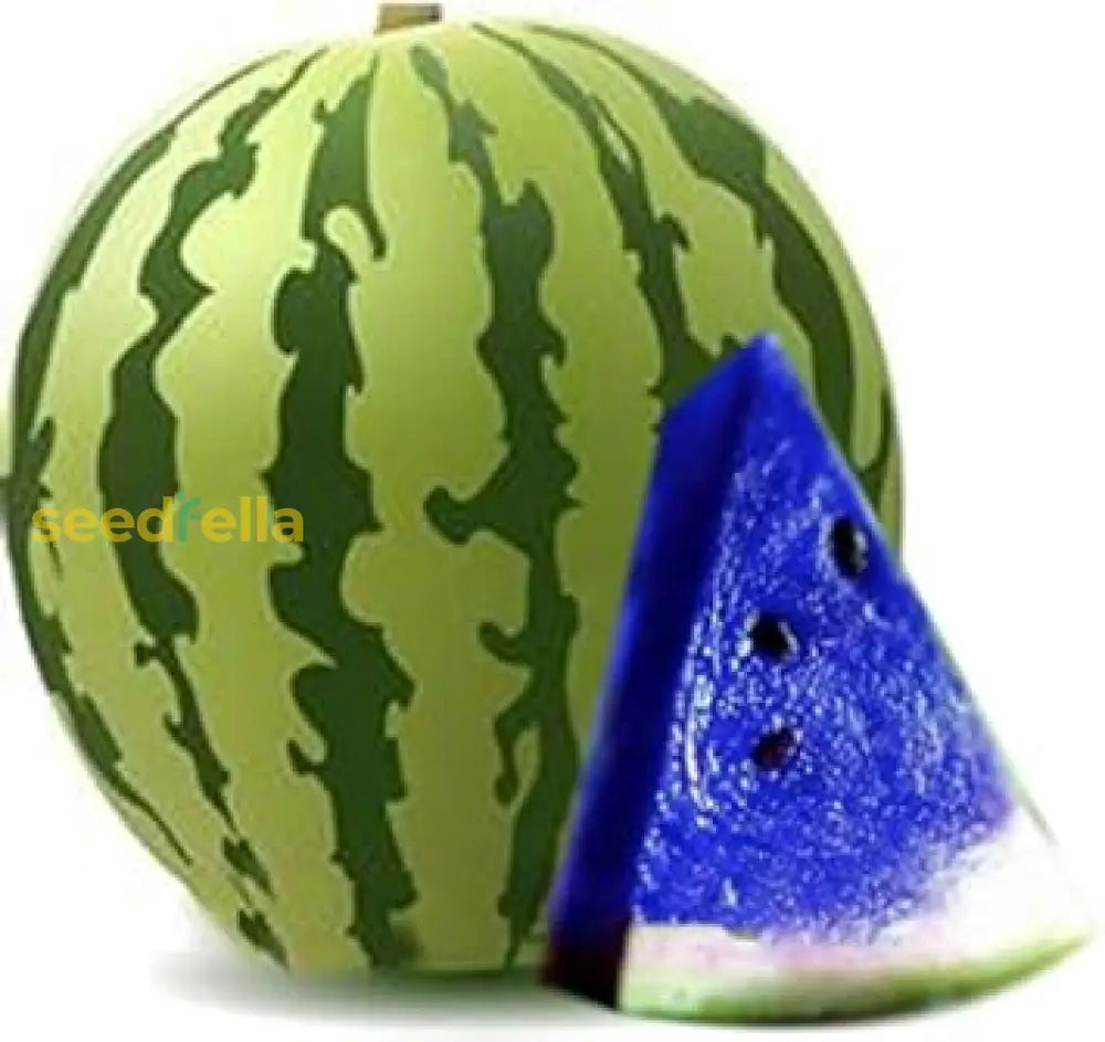 Blue Watermelon Growing in Summer Garden