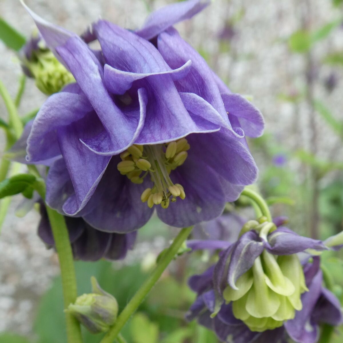 Blue and White Aquilegia Flower Seeds for Planting