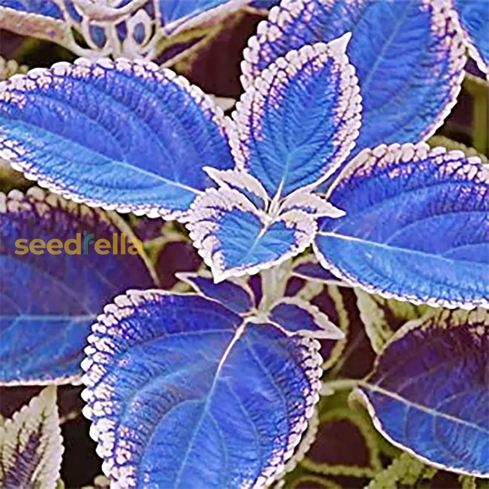 Blue-White Coleus Seeds Annual & Maintenance Heat Tolerant Attracts Birds Hummingbirds Beds