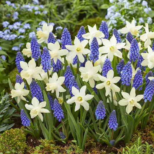 Bi-color Blue and White Daffodils seeds for vibrant spring blooms