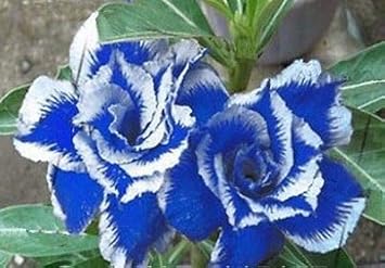 Blue and White Desert Rose Flowers for Pots and Gardens