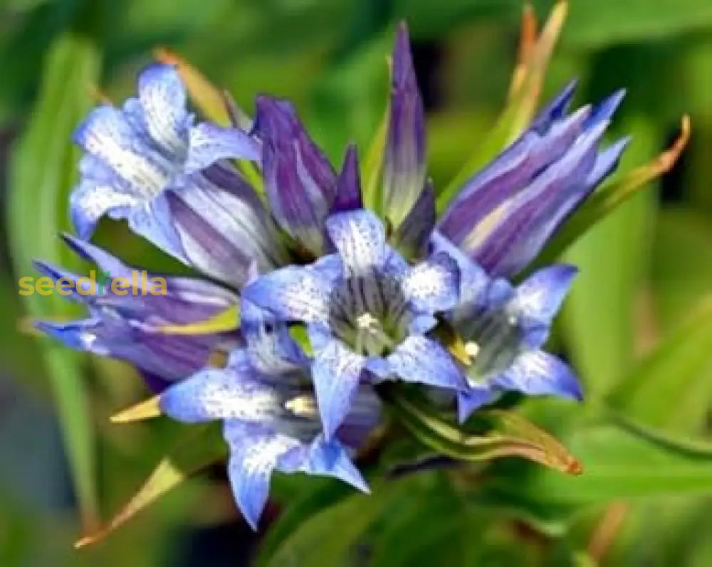 Blue-White Gentian Seeds For Easy Planting Flower