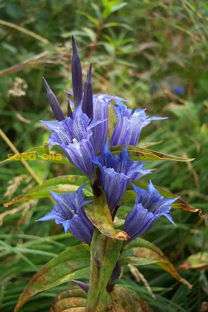 Blue-White Gentian Seeds For Easy Planting Flower