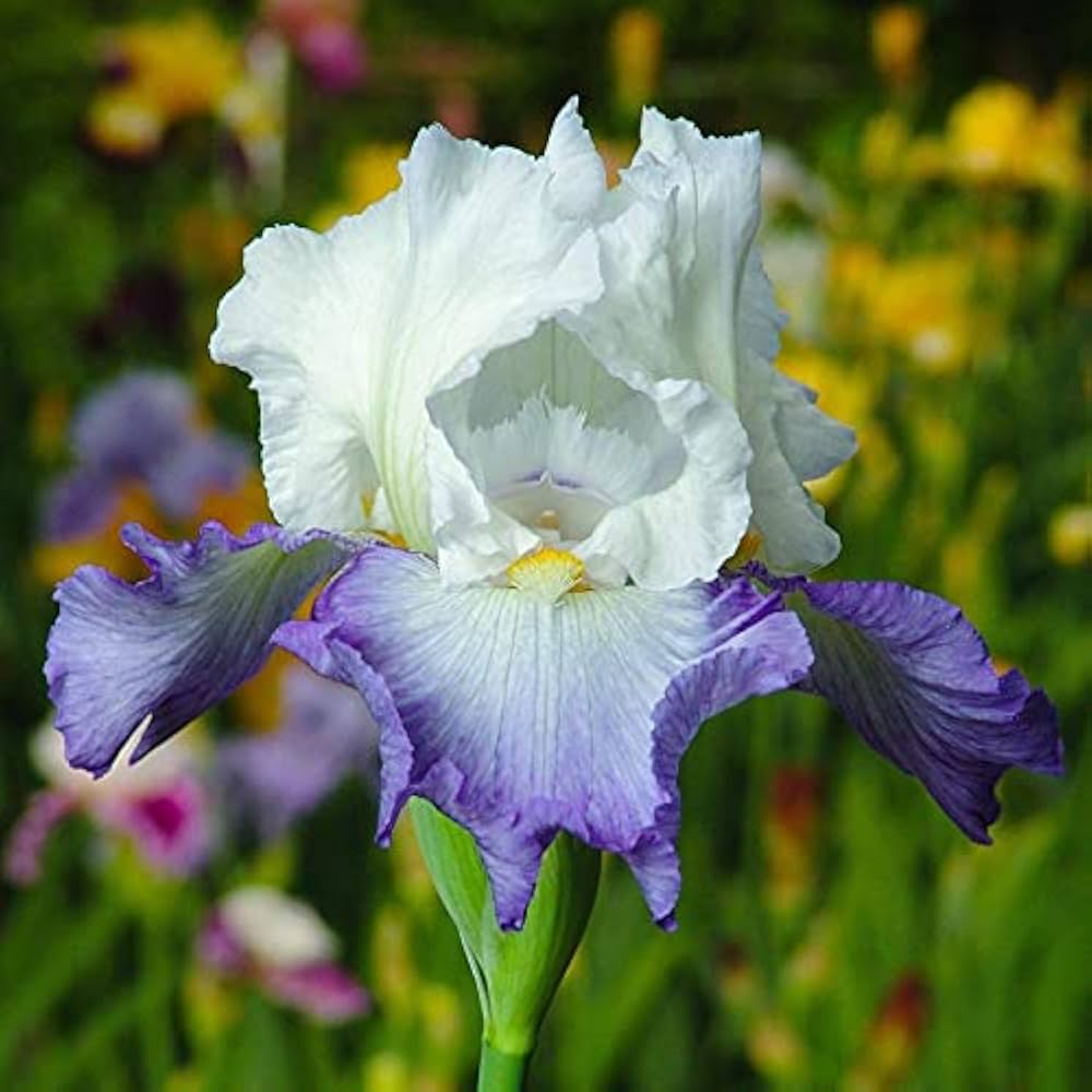 Blue and White Gladiolus Flower Seeds for Garden Planting
