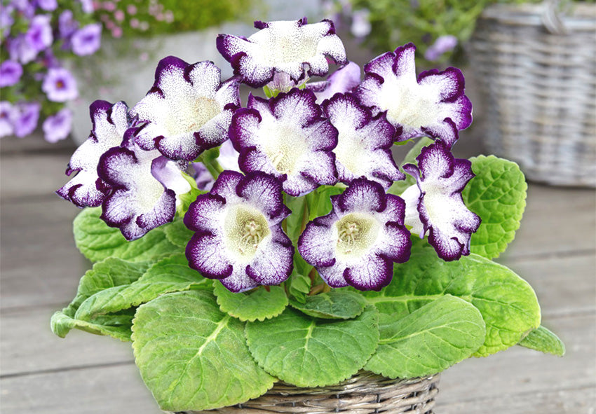 Blue and White Gloxinia Flower Seeds for Planting