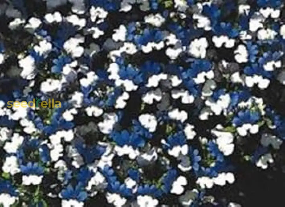 Blue White Nemesia Flower Planting Seeds - 100 Pcs