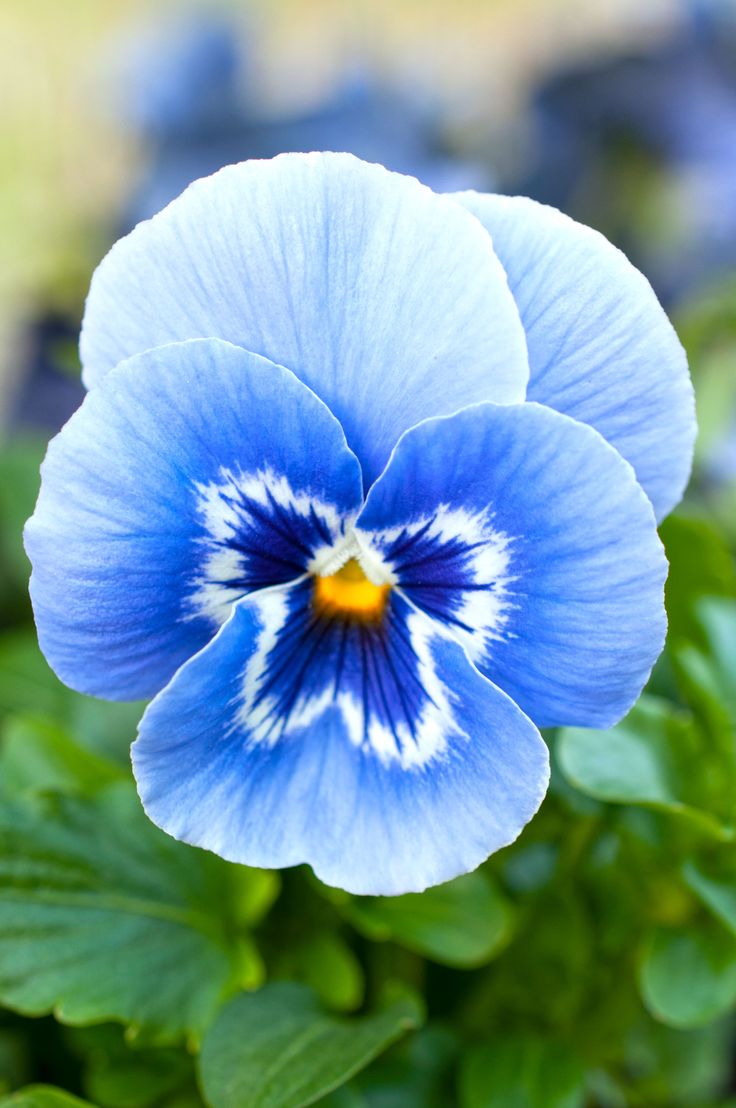 Blue and white pansy flowers blooming in a sunny garden