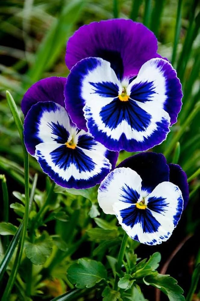 Blue & White Pansy Flower Seeds for Planting