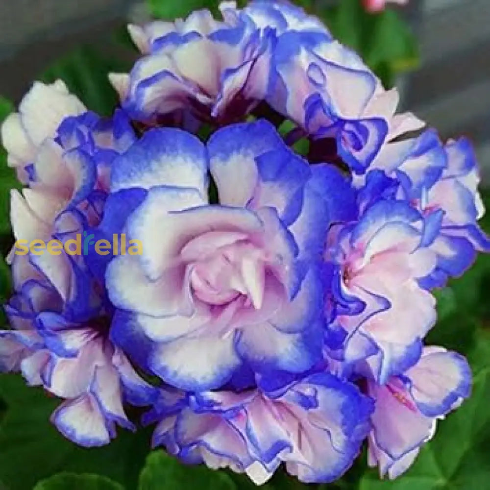 Blue White Pelargonium Geranium Flower Seeds For Planting