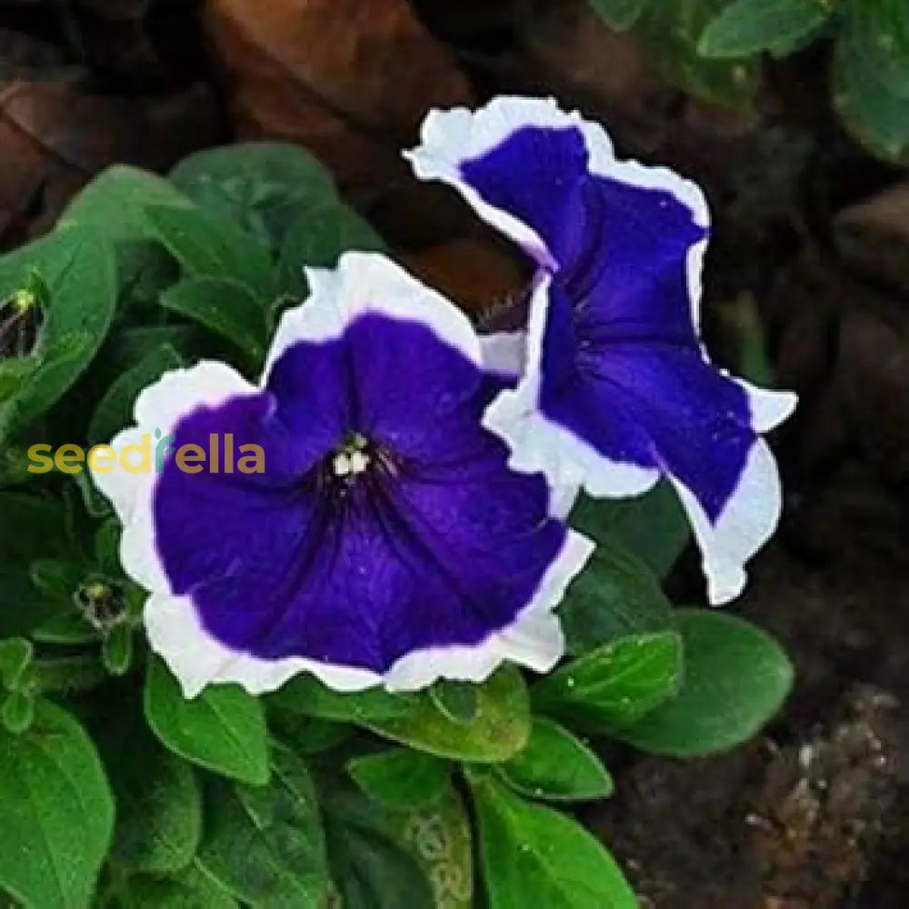 Blue White Petunia Flower Planting Seeds