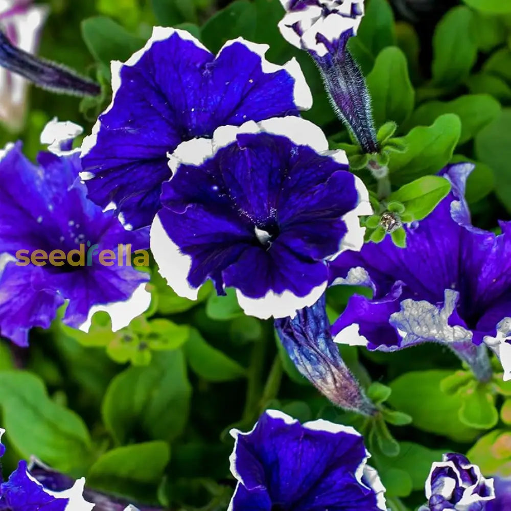 Blue White Petunia Flower Planting Seeds