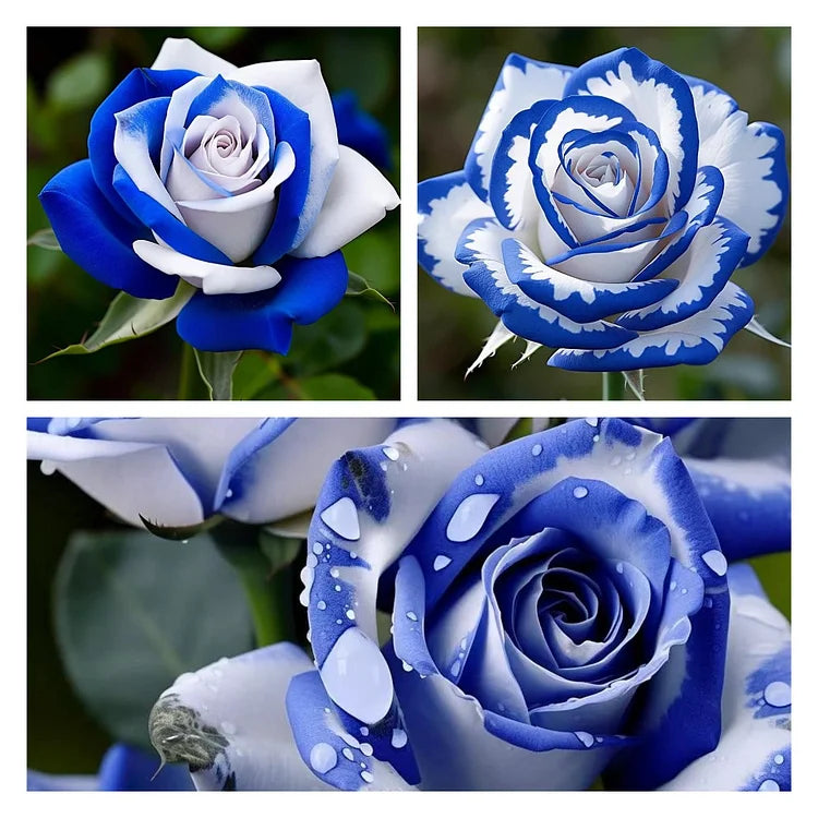 Blue and White Rose Flower Seeds for Captivating Garden Blooms