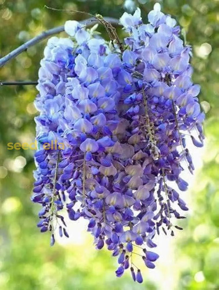 Blue Wisteria Flower Seeds For Planting