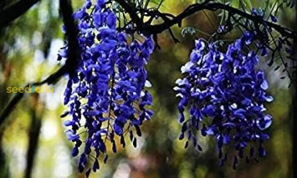 Blue Wisteria Flower Seeds For Planting